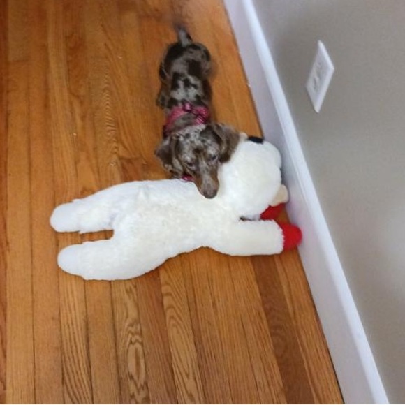 THE BIGGEST JUMBO “LAMB CHOP”.CLASSIC LICENSED PLUSH DOG TOY 25.5… - Picture 10 of 15